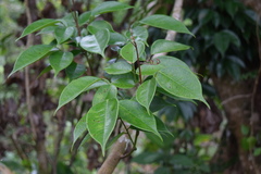 Rourea surinamensis