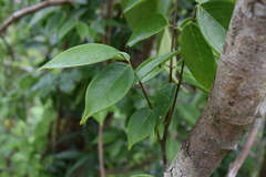 Rourea surinamensis