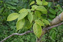 Rourea surinamensis