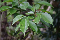 Rourea surinamensis