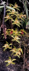 Cymbidium hookerianum