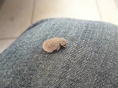 Trogidae