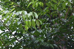 Pterocarpus indicus