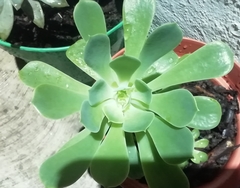 Aeonium urbicum