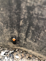 Creophilus erythrocephalus
