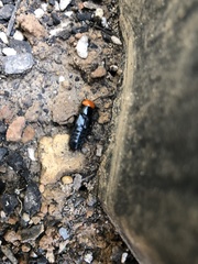 Creophilus erythrocephalus
