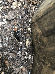Creophilus erythrocephalus