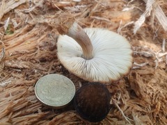 Pluteus readiarum