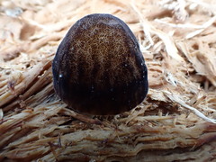 Pluteus readiarum