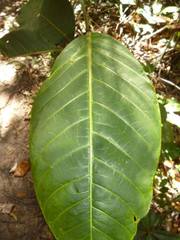 Tracheophyta