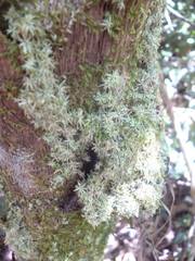 Tracheophyta