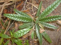 Tracheophyta