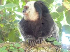 Callithrix geoffroyi