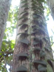 Tracheophyta