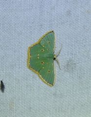 Comostola nereidaria