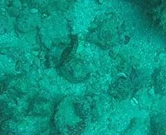 Hippocampus ingens