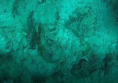 Hippocampus ingens