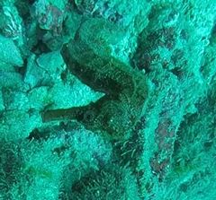 Hippocampus ingens