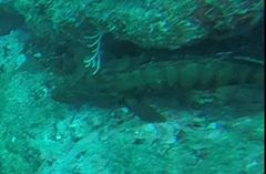 Cephalopholis panamensis
