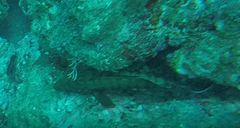 Cephalopholis panamensis