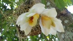 Stanhopea ecornuta