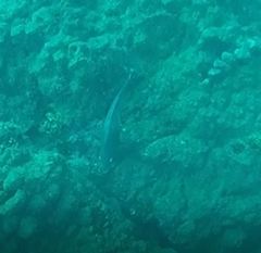 Scarus rubroviolaceus