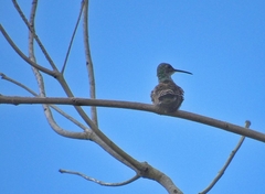Chrysuronia leucogaster
