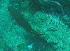 Cephalopholis colonus