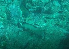 Cephalopholis panamensis