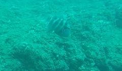 Pseudobalistes naufragium