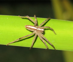 Neoctenus