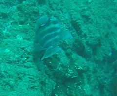 Pseudobalistes naufragium