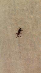 Arrhenodini