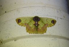 Agathiopsis basipuncta