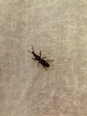 Arrhenodini