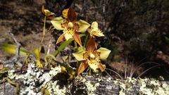 Rhynchostele maculata oestlundiana