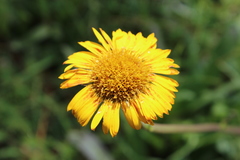 Helenium scorzonerifolium