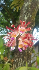 Myrmecophila tibicinis