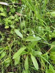 Myosotis cespitosa