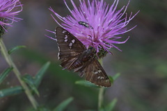 Apyrrothrix araxes