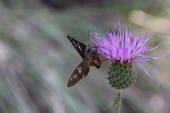 Apyrrothrix araxes
