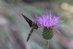 Apyrrothrix araxes