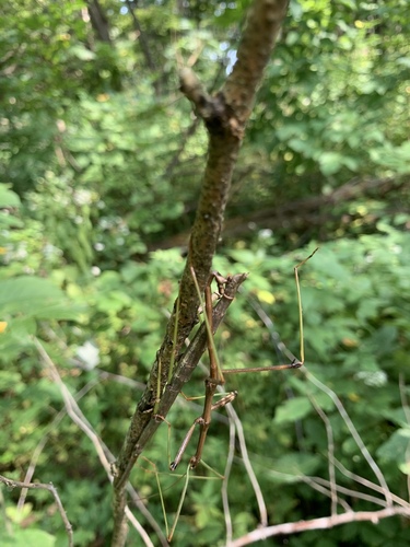 Common walkingstick