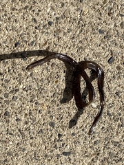 Indotyphlops braminus