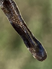 Indotyphlops braminus