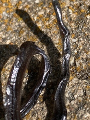 Indotyphlops braminus