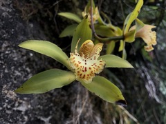 Cymbidium hookerianum