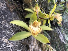 Cymbidium hookerianum