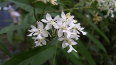 Epidendrum verrucosum