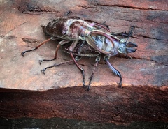 Sphaenognathus giganteus